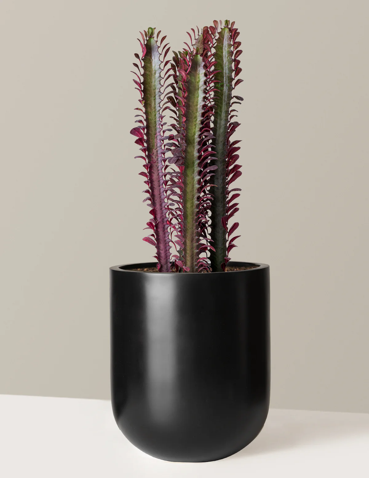 New Houseplants