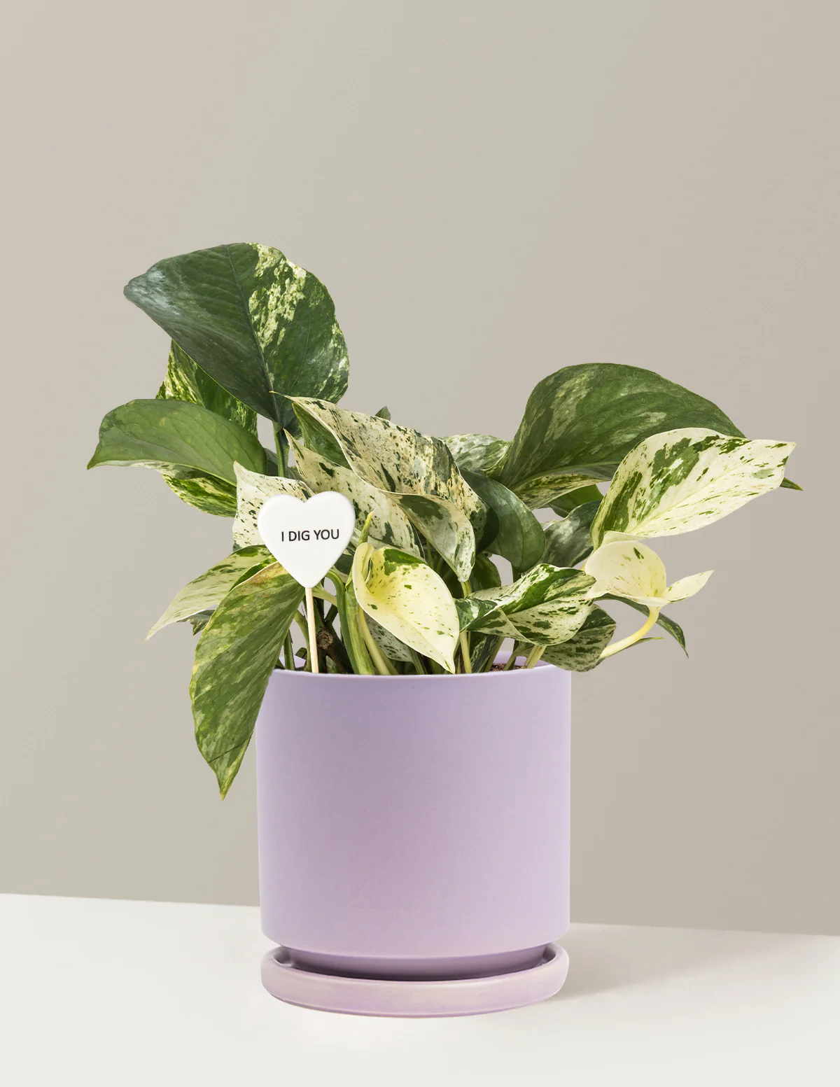 Best Seller Plants